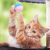 猫の健康管理インストラクター
