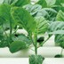 野菜水耕栽培士