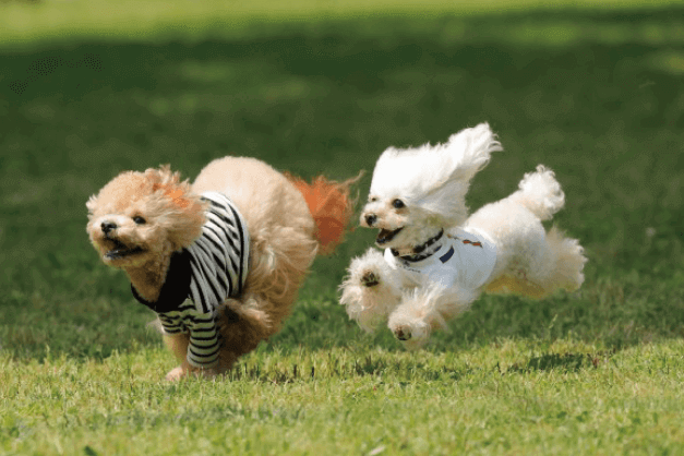 犬猫ストレスケア