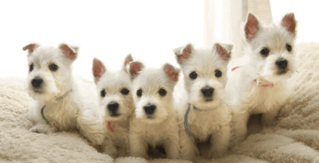 犬猫ストレスケア