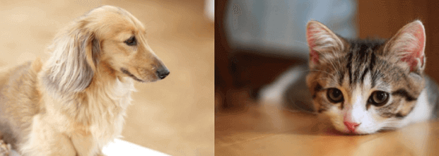 犬猫ストレスケア