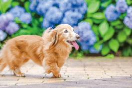 犬猫ストレスケア