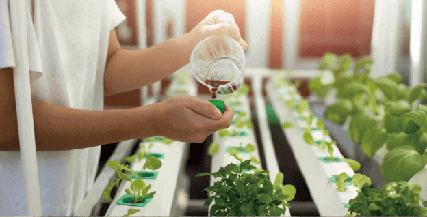 野菜水耕栽培士