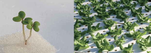 野菜水耕栽培士