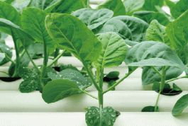 野菜水耕栽培士