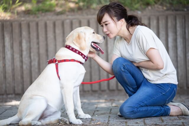 犬のしつけ方