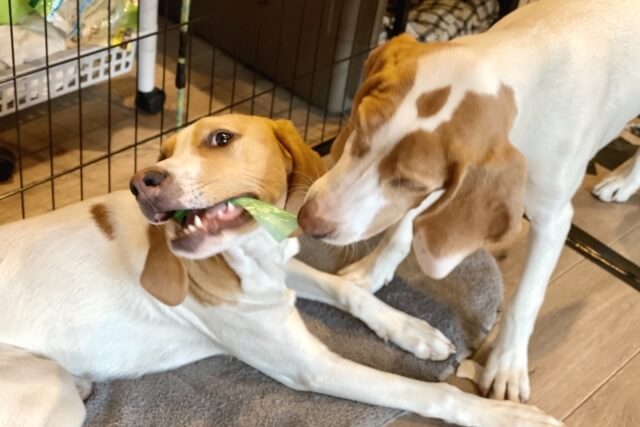 犬のストレス症状