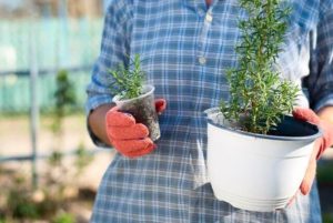 生垣に向く植物カロライナジャスミンとハゴロモジャスミン編