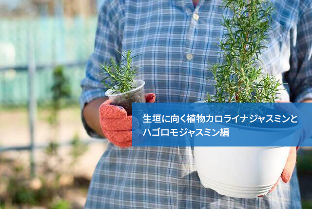 生垣に向く植物カロライナジャスミンとハゴロモジャスミン編