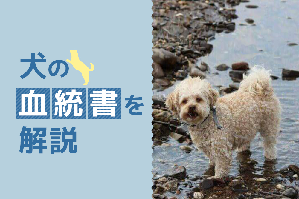 どこを読めばいい？犬の血統書を解説