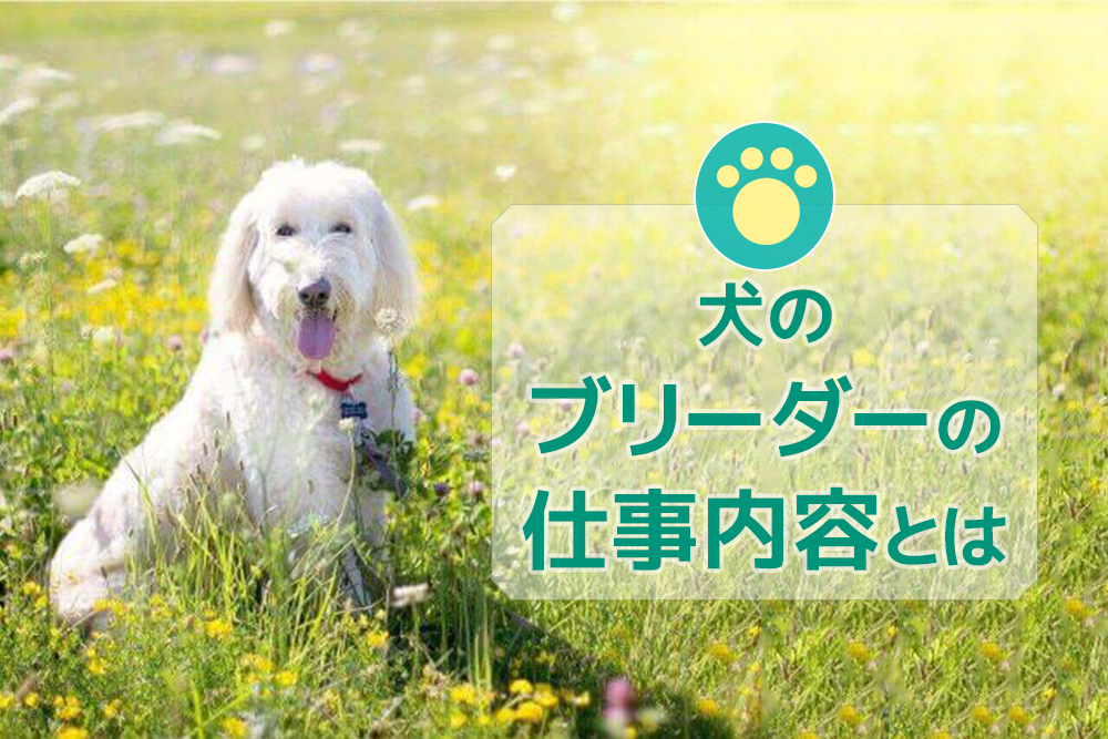 こんなこともするの？犬のブリーダーの仕事内容とは