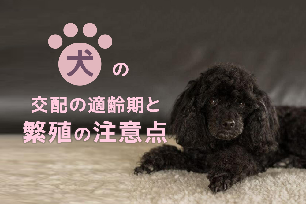 犬の交配の適齢期と繁殖の注意点 通信教育講座 資格の諒設計アーキテクトラーニング