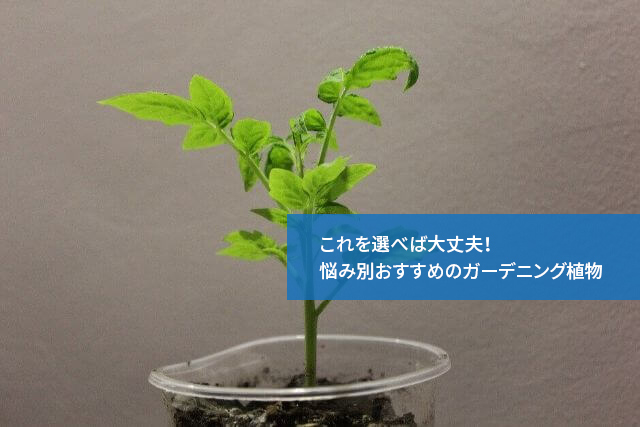 これを選べば大丈夫！悩み別おすすめのガーデニング植物