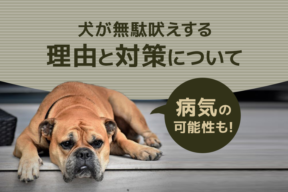 病気の可能性も 犬が無駄吠えする理由と対策について 通信教育講座 資格の諒設計アーキテクトラーニング