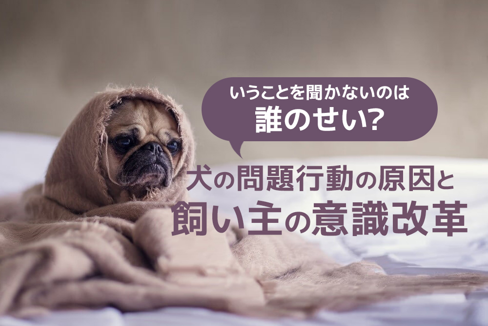 いうことを聞かないのは誰のせい？犬の問題行動の原因と飼い主の意識改革