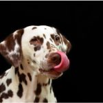意外なことが原因だった 犬が甘噛みする理由と対策について ドッグトレーニング資格取得検定講座 意外なことが原因だった 犬が甘噛みする理由と対策について ドッグトレーニング資格取得検定講座
