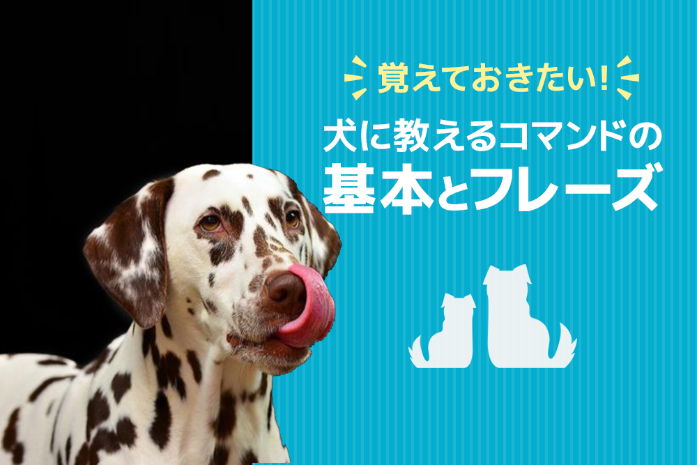 覚えておきたい！犬に教えるコマンドの基本とフレーズ