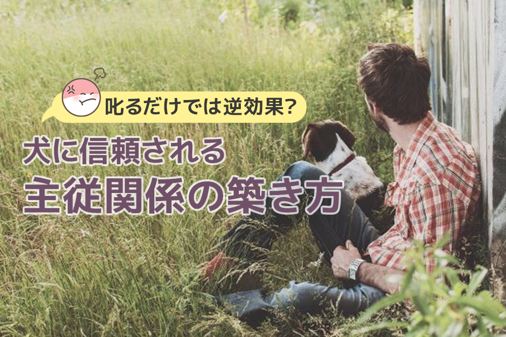 叱るだけでは逆効果 犬に信頼される主従関係の築き方 ドッグトレーニング資格取得検定講座