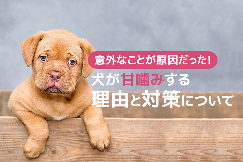 意外なことが原因だった！犬が甘噛みする理由と対策について