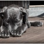 意外なことが原因だった 犬が甘噛みする理由と対策について ドッグトレーニング資格取得検定講座 意外なことが原因だった 犬が甘噛みする理由と対策について ドッグトレーニング資格取得検定講座