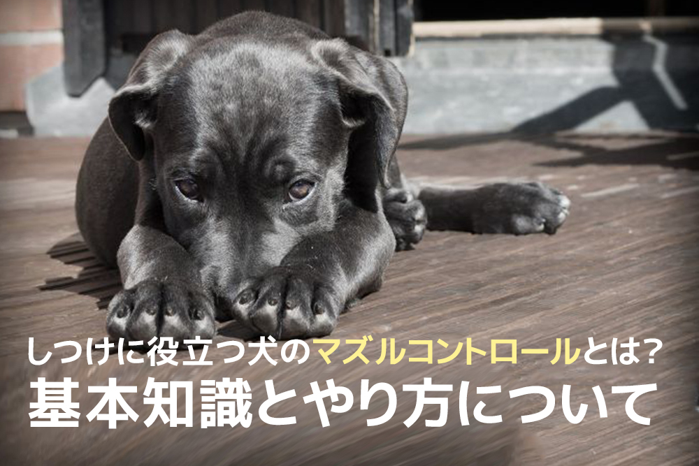 しつけに役立つ犬のマズルコントロールとは 基本知識とやり方について ドッグトレーニング資格取得検定講座