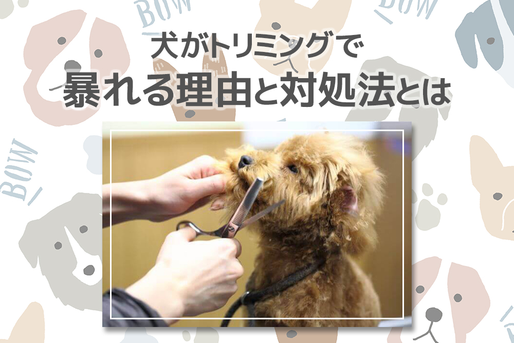 どうすればいいの？犬がトリミングで暴れる理由と対処法とは