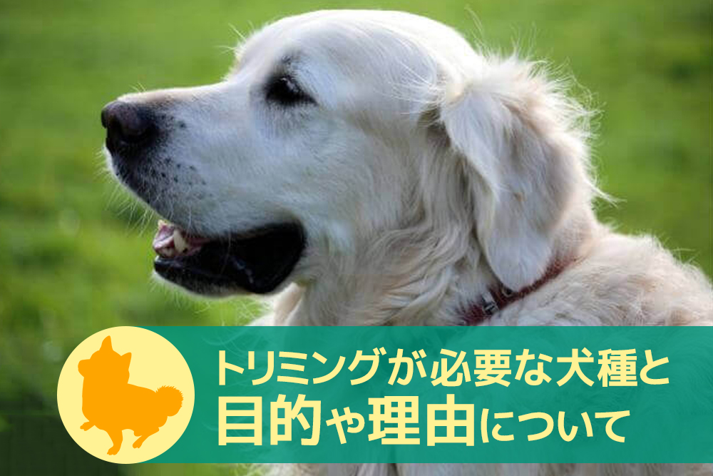 トリミングがいらない犬もいる？トリミングが必要な犬種と目的や理由について