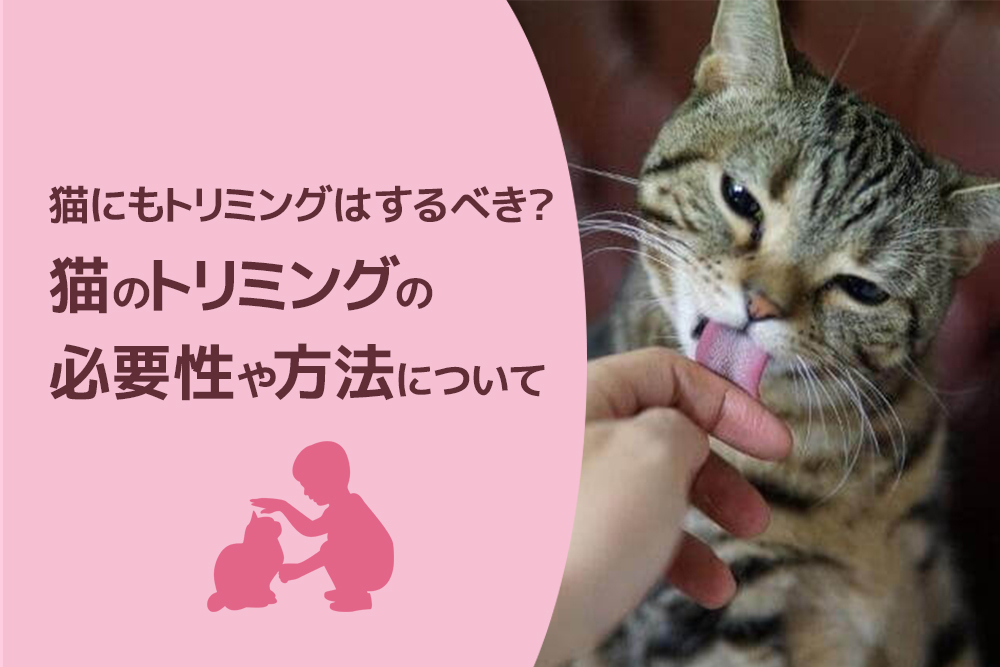 猫にもトリミングはするべき？猫のトリミングの必要性や方法について