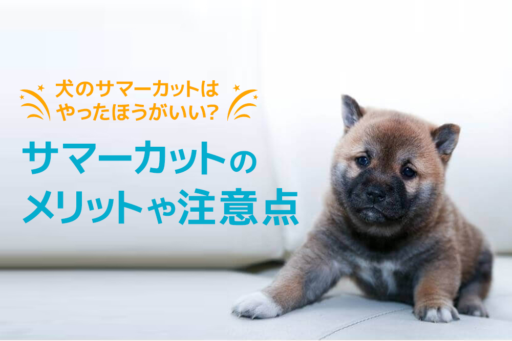 犬のサマーカットはやったほうがいい？サマーカットのメリットや注意点