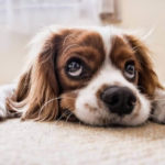 いつから始める 子犬のトリミングを開始する時期とは ペットトリミング トリマー資格講座 いつから始める 子犬のトリミングを開始する時期とは ペットトリミング トリマー資格講座