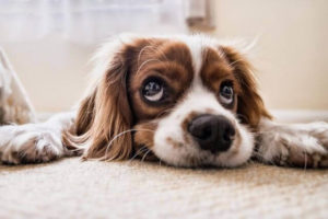 犬のひげはカットするべき？犬のひげにカットが必要な理由と方法について