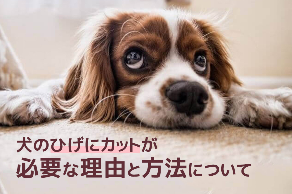 犬のひげはカットするべき？犬のひげにカットが必要な理由と方法について