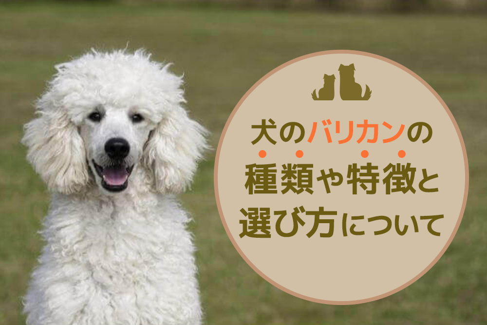 どんなものが便利？犬のバリカンの種類や特徴と選び方について