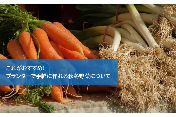 これがおすすめ！プランターで手軽に作れる秋冬野菜について