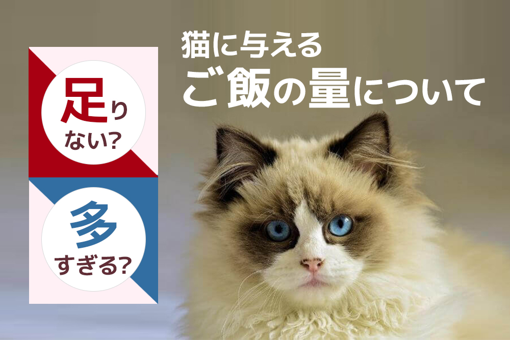 多すぎる？足りない？猫に与えるご飯の量について