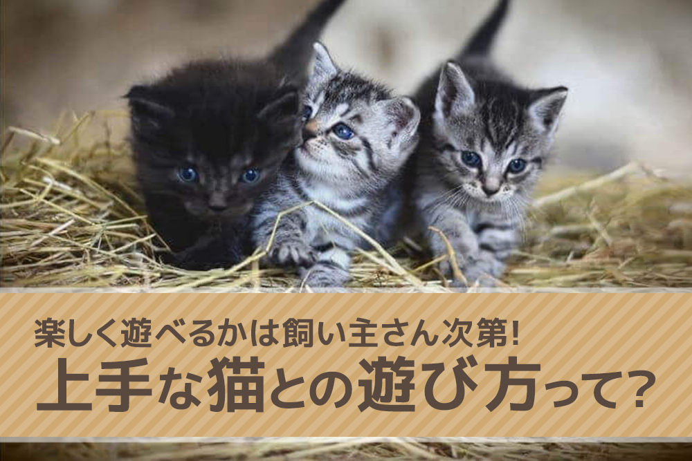 楽しく遊べるかは飼い主さん次第！上手な猫との遊び方って？