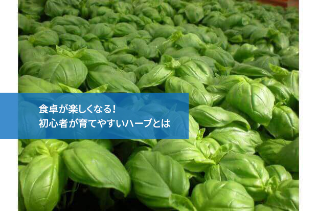 食卓が楽しくなる！初心者が育てやすいハーブとは