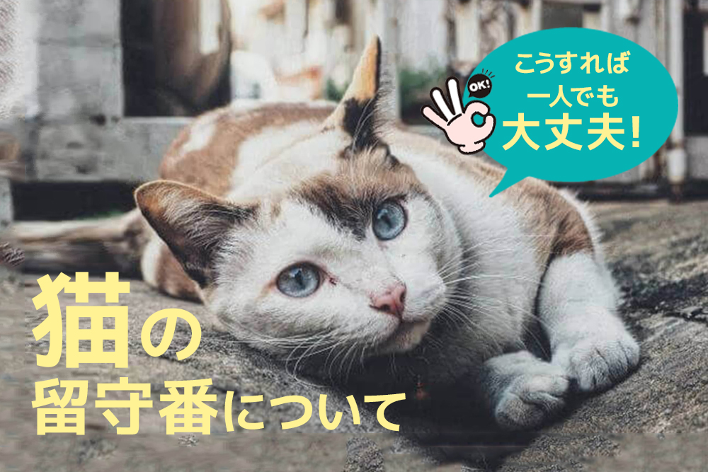 こうすれば一人でも大丈夫！猫の留守番について