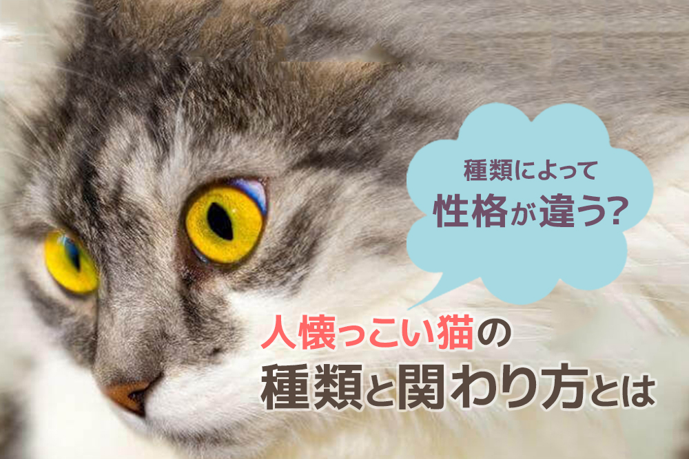 種類によって性格が違う 人懐っこい猫の種類と関わり方とは 通信教育講座 資格の諒設計アーキテクトラーニング