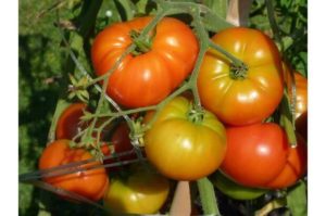 ベランダ菜園といえば！トマト／ミニトマトのベランダ栽培