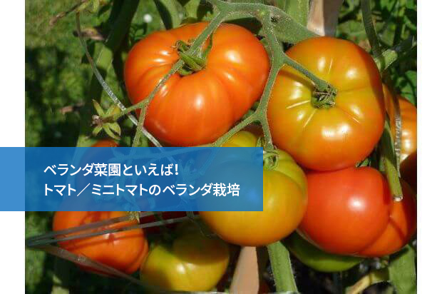 ベランダ菜園といえば トマト ミニトマトのベランダ栽培 通信教育講座 資格の諒設計アーキテクトラーニング