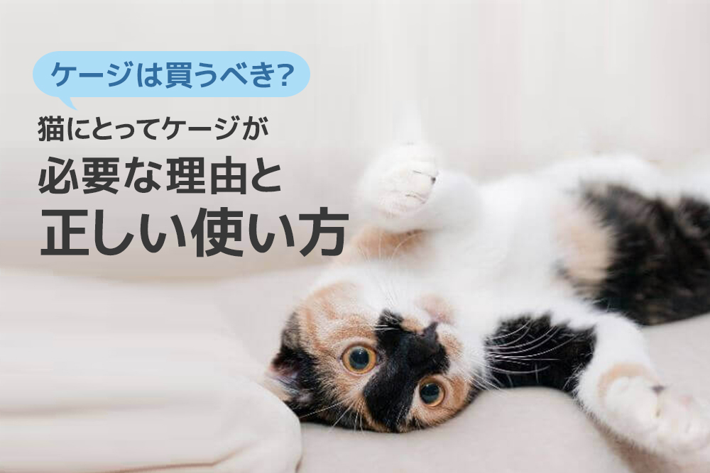 ケージは買うべき？猫にとってケージが必要な理由と正しい使い方