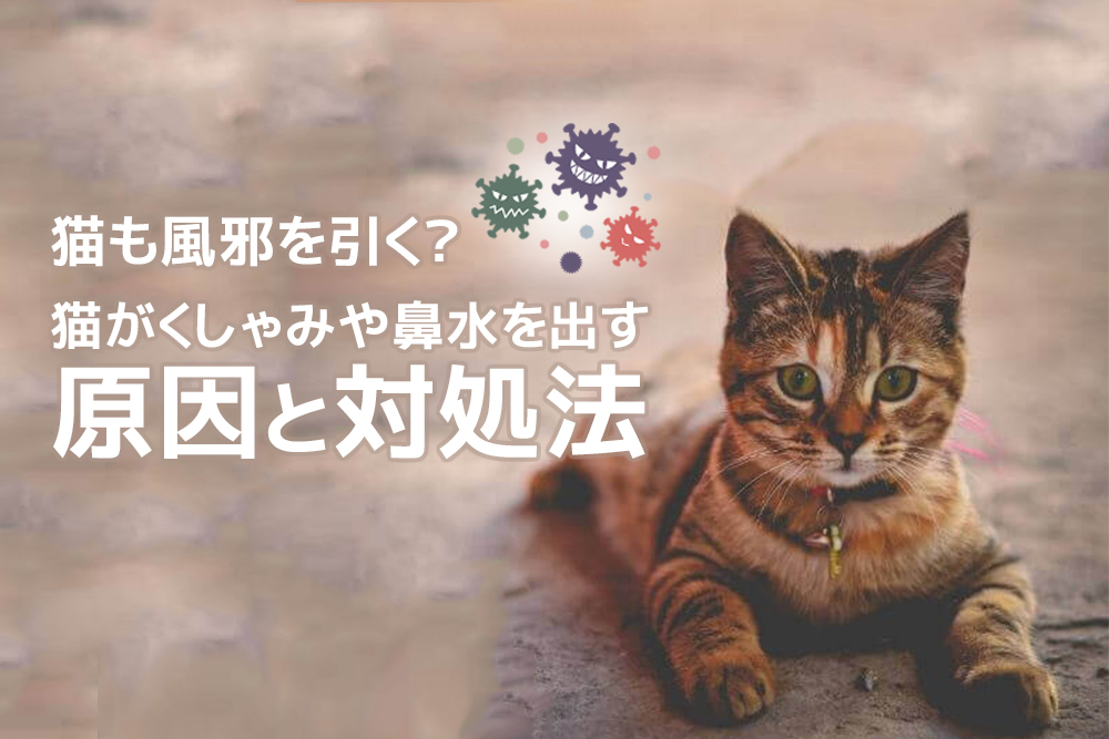 猫も風邪を引く？猫がくしゃみや鼻水を出す原因と対処法