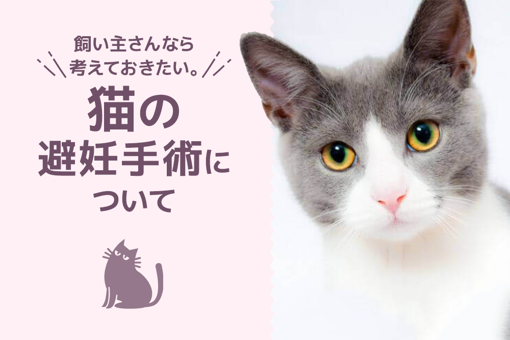 飼い主さんなら考えておきたい。猫の避妊手術について