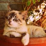 起き場所で猫の機嫌も変わる 猫のトイレの置き場所について 猫資格取得検定講座 起き場所で猫の機嫌も変わる 猫のトイレの置き場所について 猫資格取得検定講座