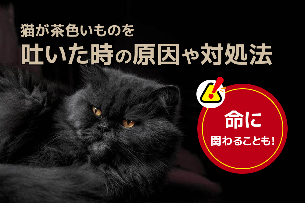 命に関わることも 猫が茶色いものを吐いた時の原因や対処法 猫資格取得検定講座