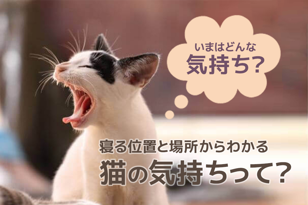 いまはどんな気持ち 寝る位置と場所からわかる猫の気持ちって 通信教育講座 資格の諒設計アーキテクトラーニング