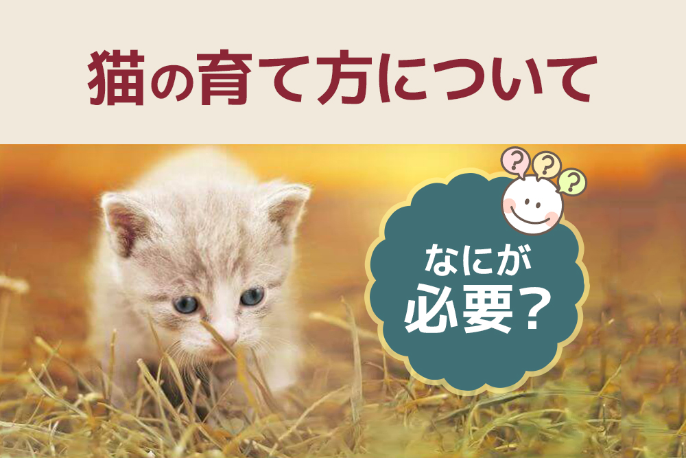 どうすればいい？なにが必要？猫の育て方について