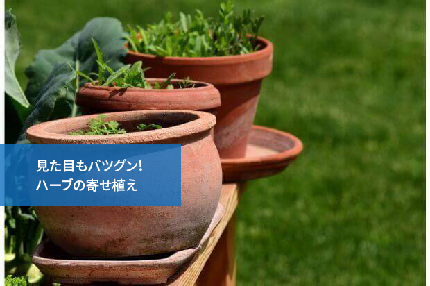 見た目もバツグン ハーブの寄せ植え ベランダ菜園資格取得検定講座