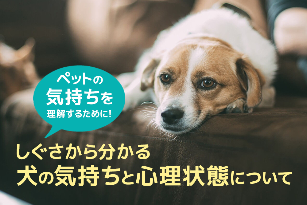 ペットの気持ちを理解するために しぐさから分かる犬の気持ちと心理状態について 通信教育講座 資格の諒設計アーキテクトラーニング